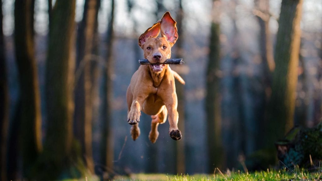 Día Nacional del Perro 2019