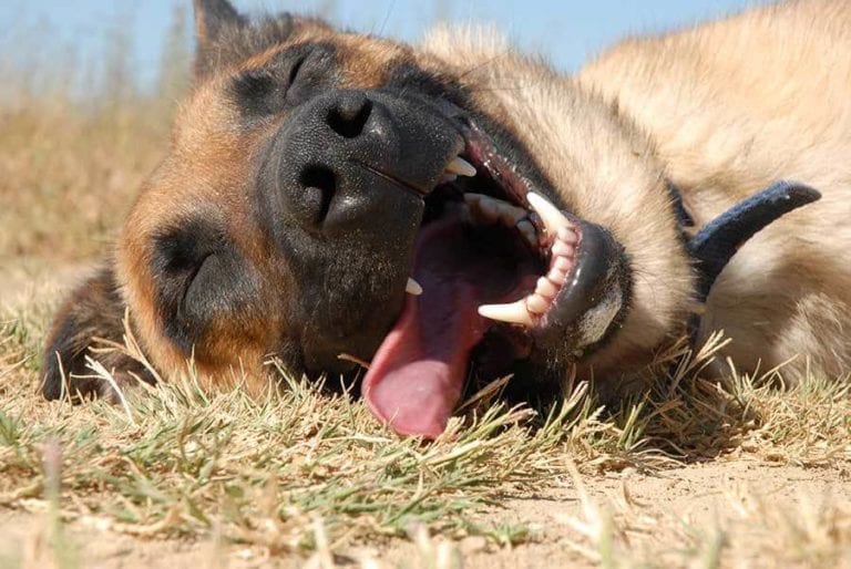 El Calor y tu Perro