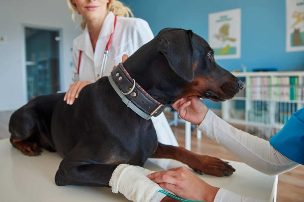 Pregúntale al Veterinario