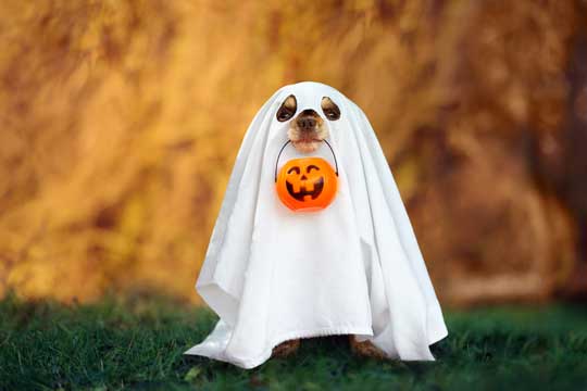 Halloween y tu Perro