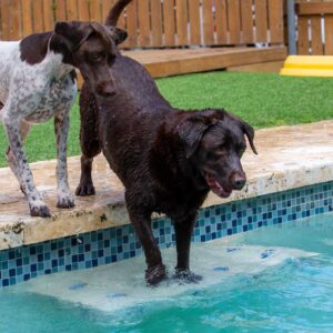 Programa de Day Care