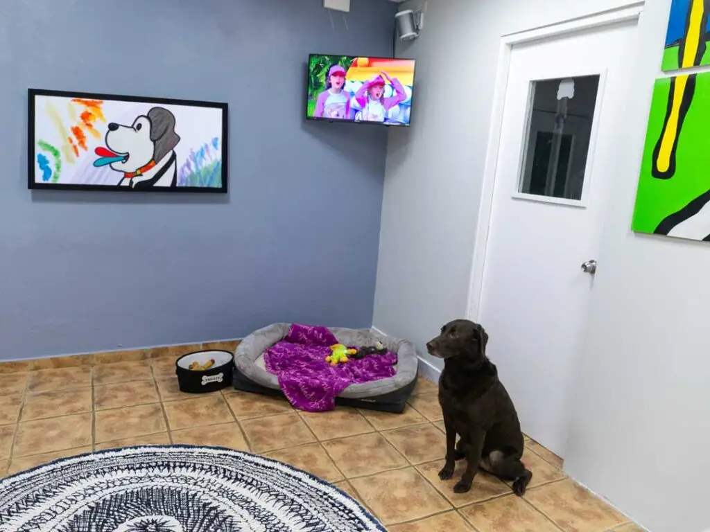 Suites con cámara